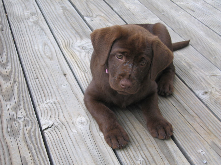 Bella the Chocolate Lab by Oolongteaism on