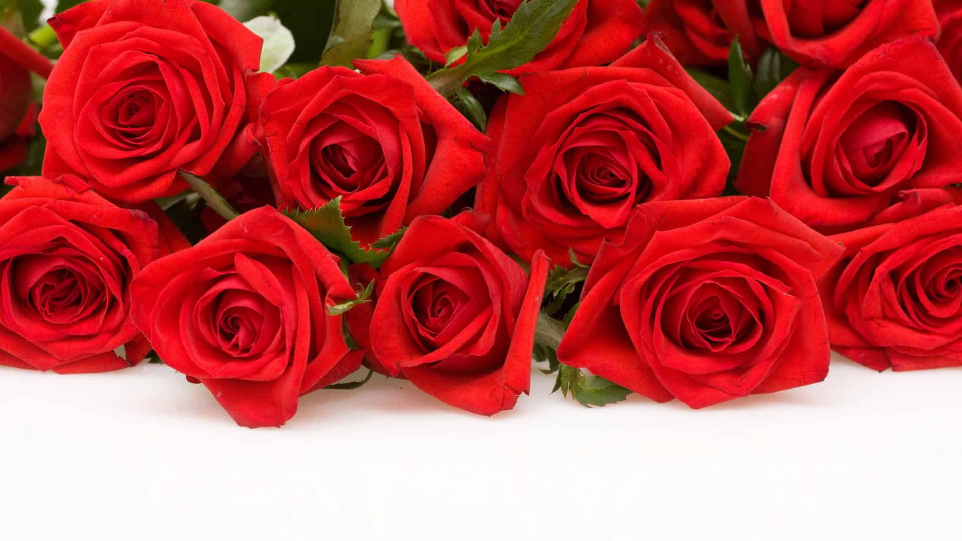 Rose Flower Wallpaper HD