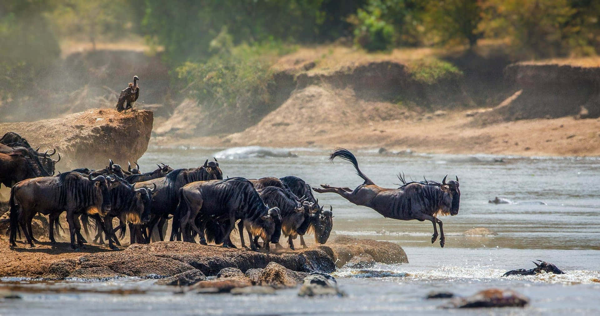 A dramatic image of a wildebeest leaping across a river during the Great Migration in Africa.  A herd of wildebeest gathers on the riverbank, and a vulture watches from a nearby rock
