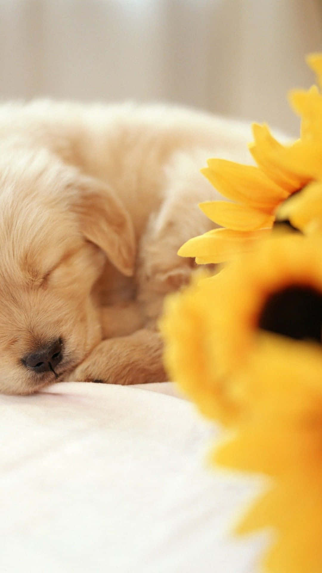 Dog iPhone Wallpaper