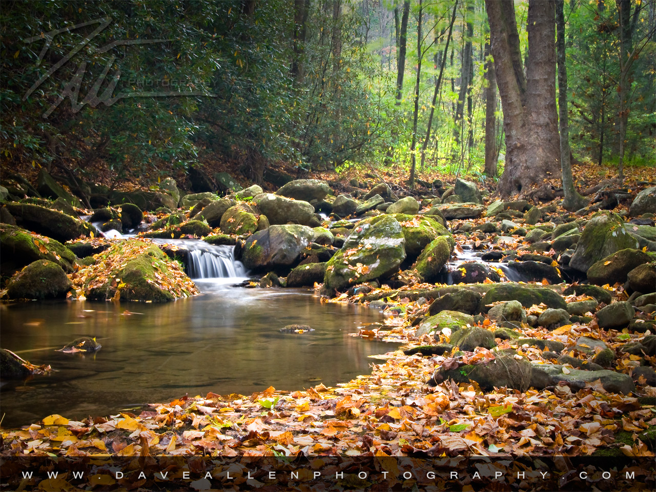 Autumn Desktop Wallpaper Dog Breeds Picture