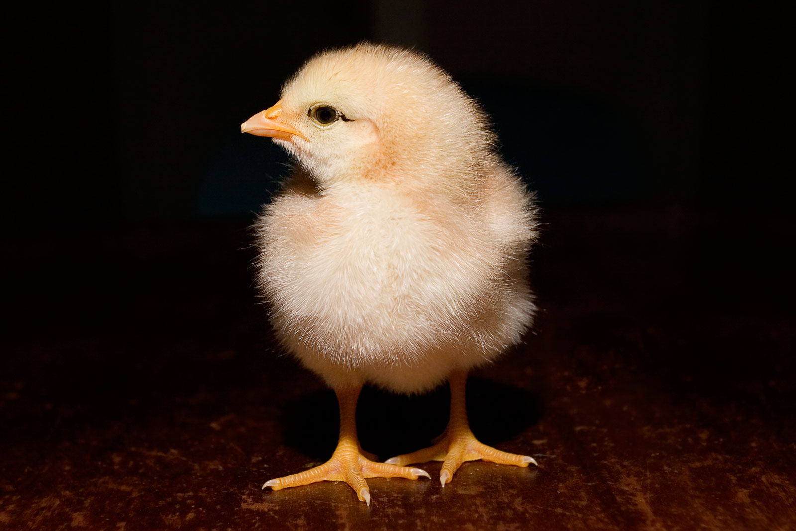 File Day Old Chick Black Background Jpg Wikipedia The