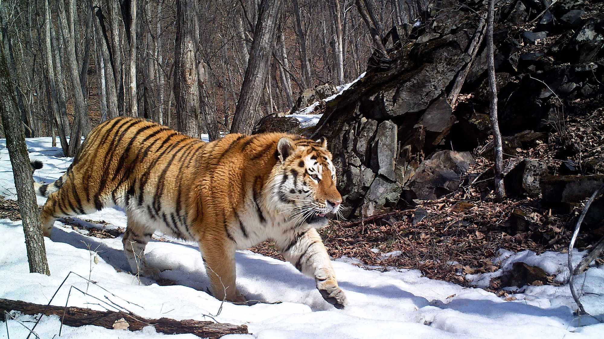 Siberian Tiger Wallpapers
