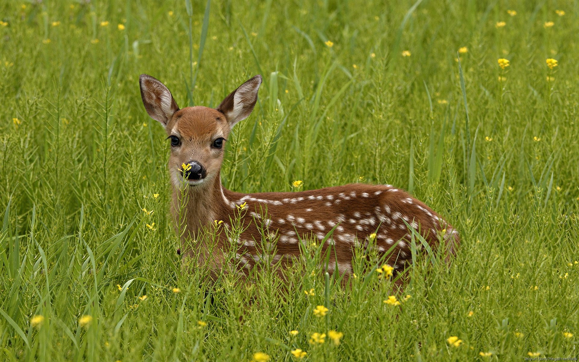 Deer Puter Wallpaper Desktop Background