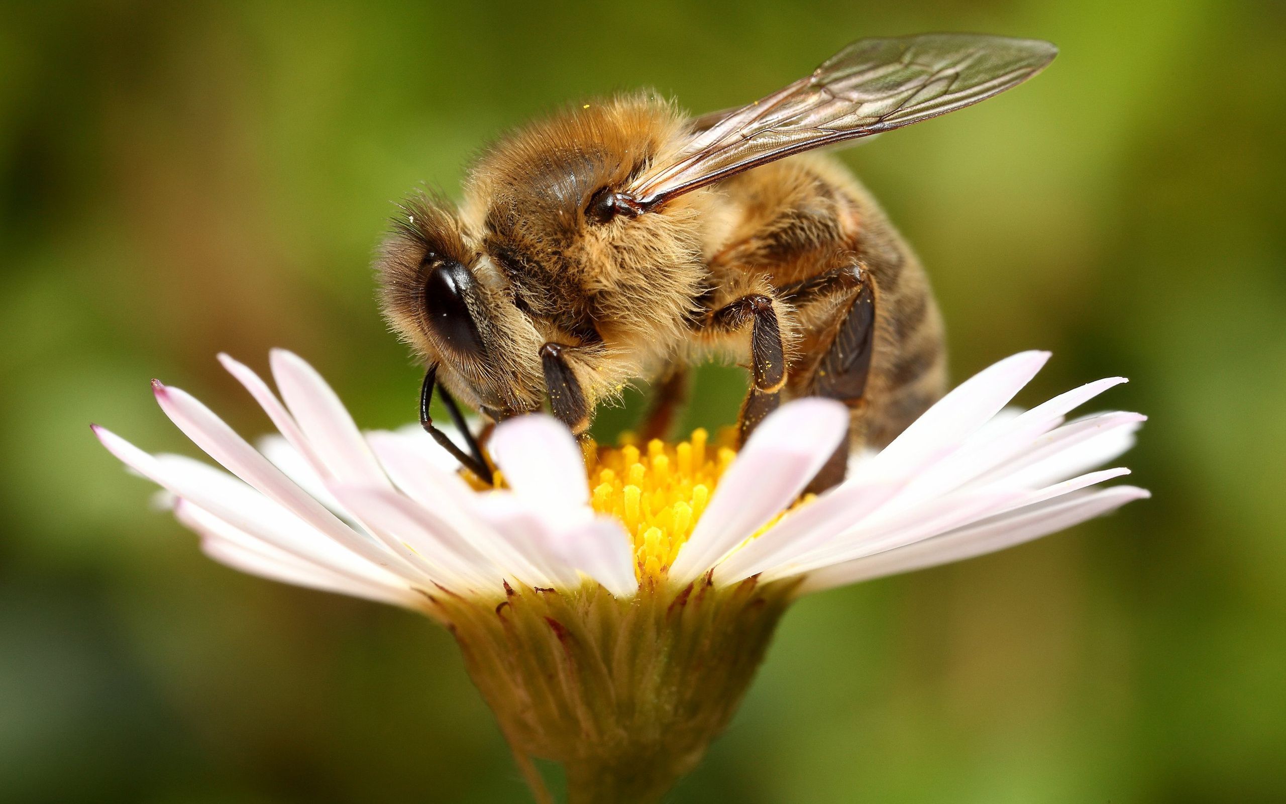🔥 [40+] Bee Wallpapers | WallpaperSafari