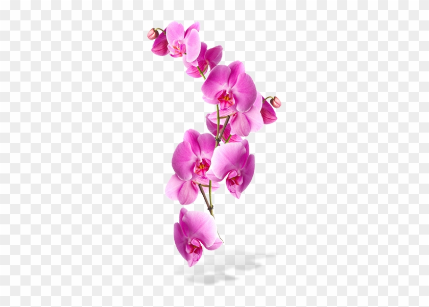 Flowers Png Transparent Background Pink Orchids