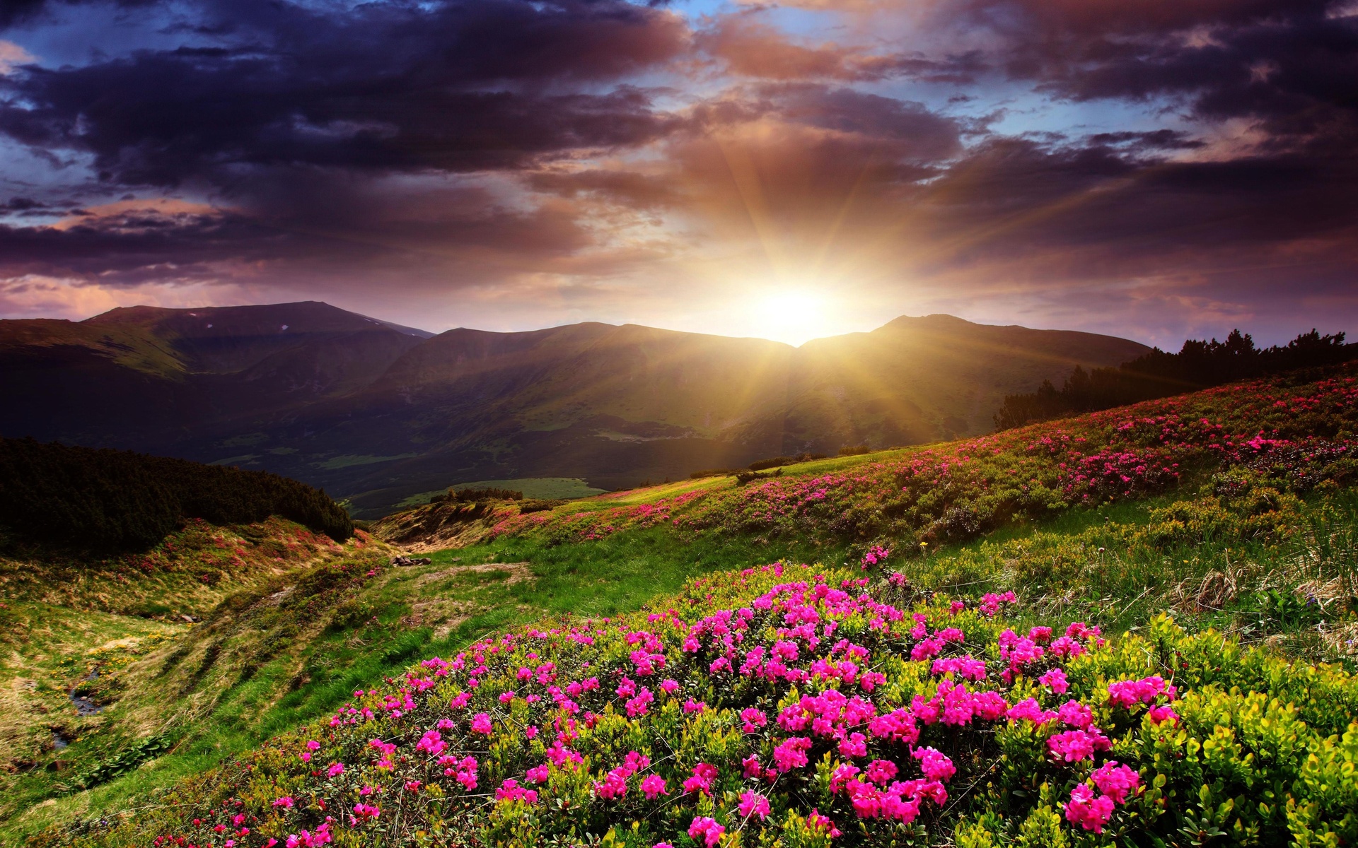Sunset Mountains Flowers Landscape Wallpaper