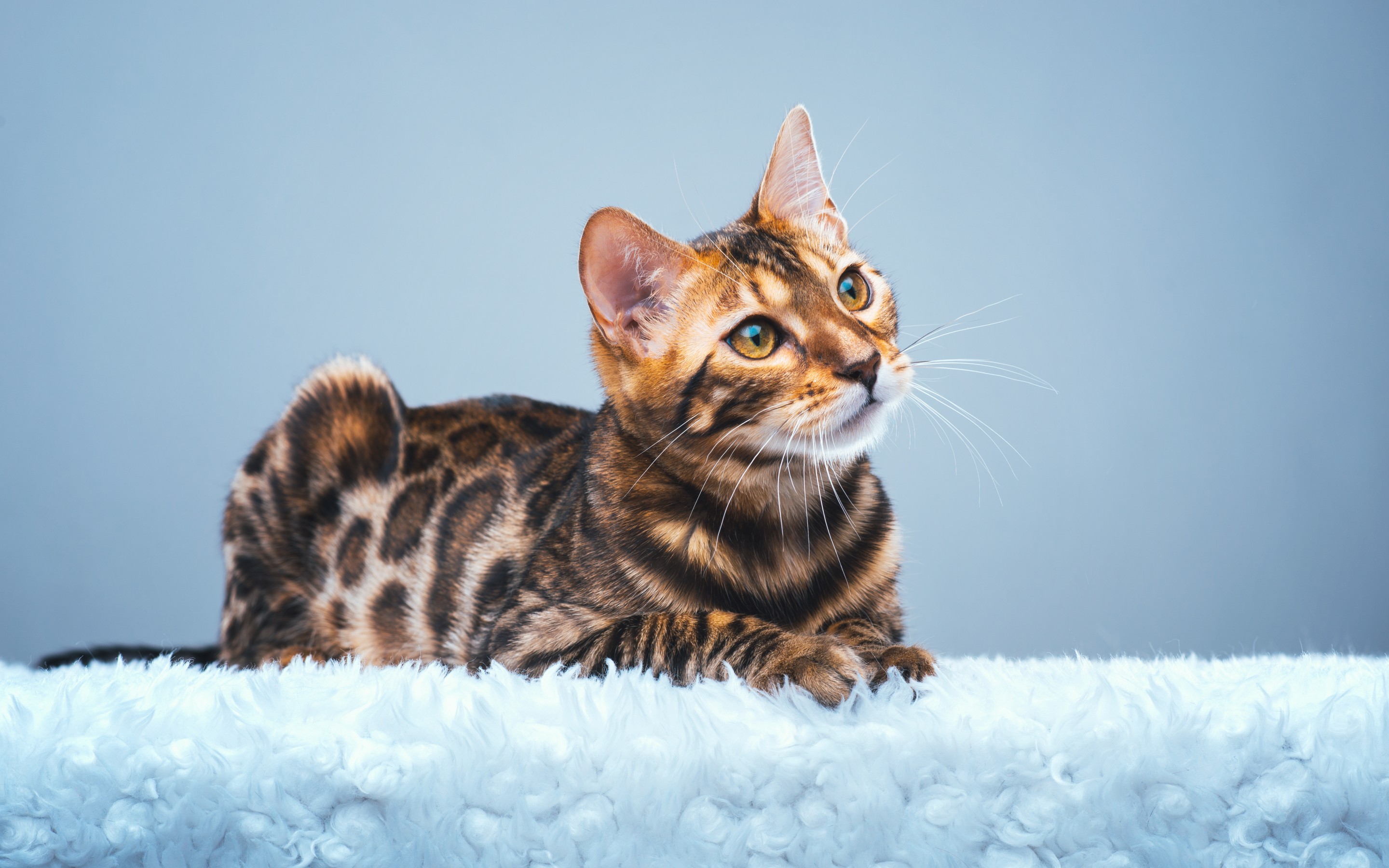 Bengal Cat HD Wallpaper Themes