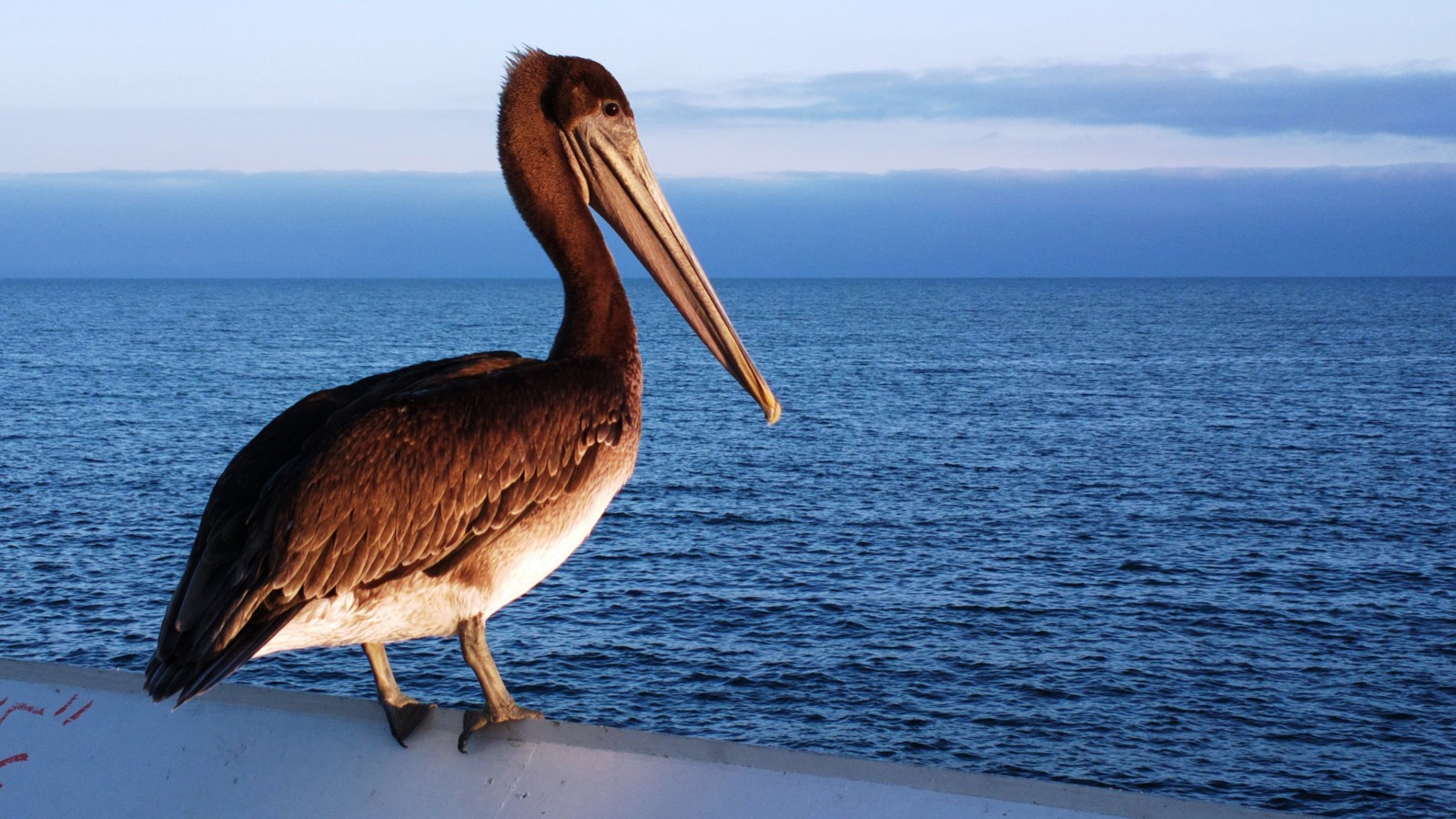 Pelican Water Bird HD Wallpaper