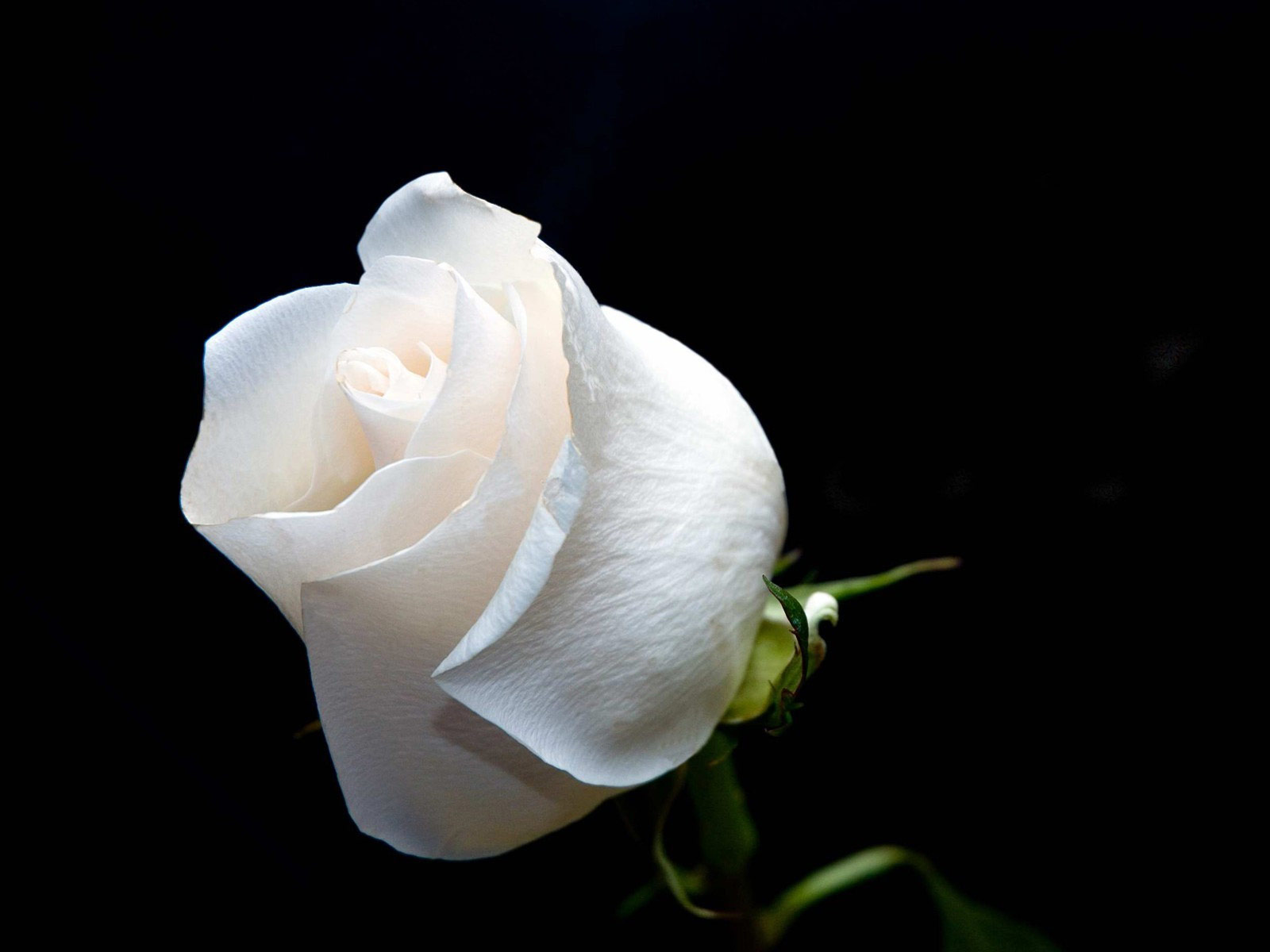 Wallpaper Pla White Roses
