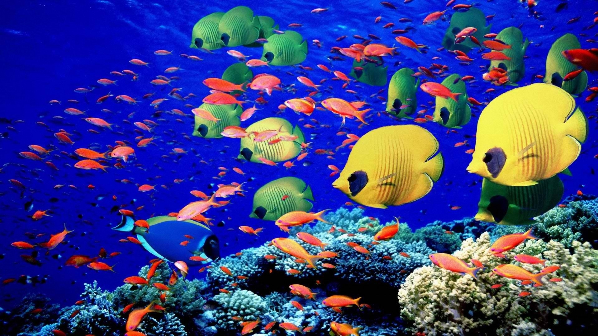 Colorful Coral Reef Wallpaper 1920x1080