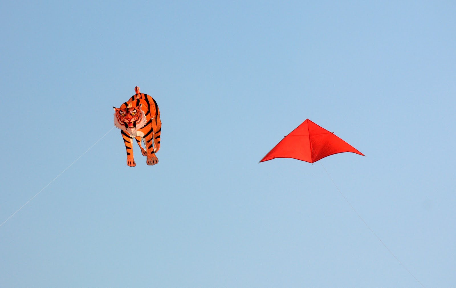 Kites In The Sky Flying Festival On January Colorfull