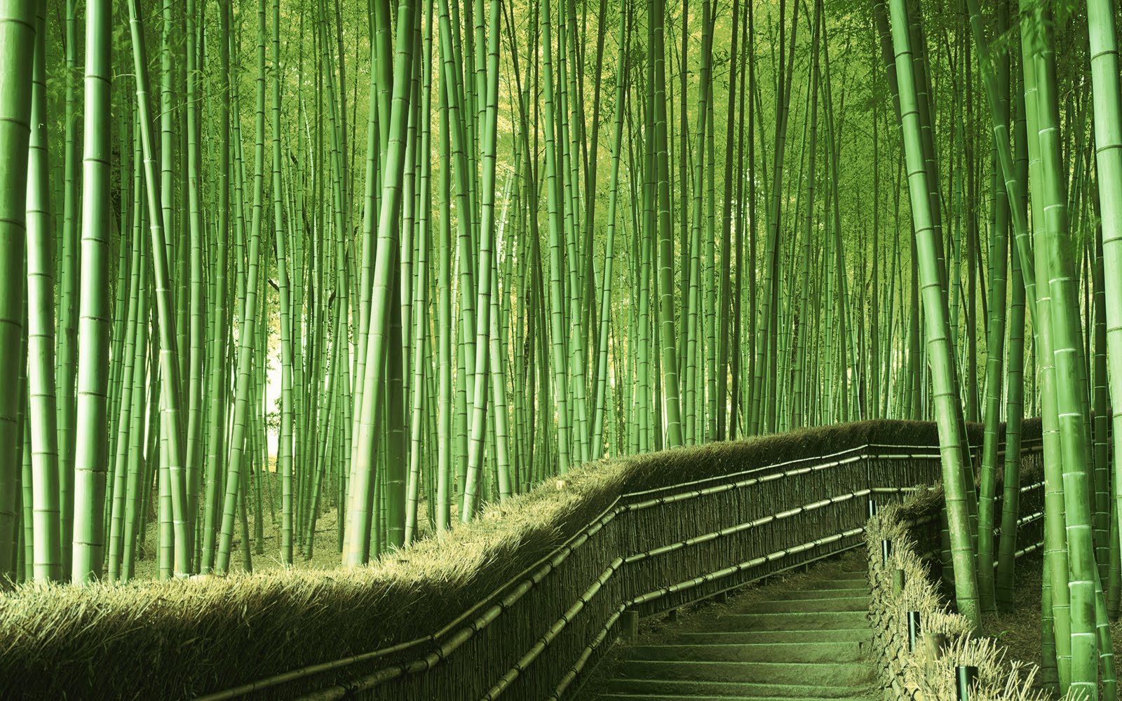 HD Bamboo Plant Wallpaper Desktop