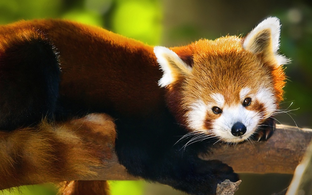 Cute Red Pandas Wallpaper