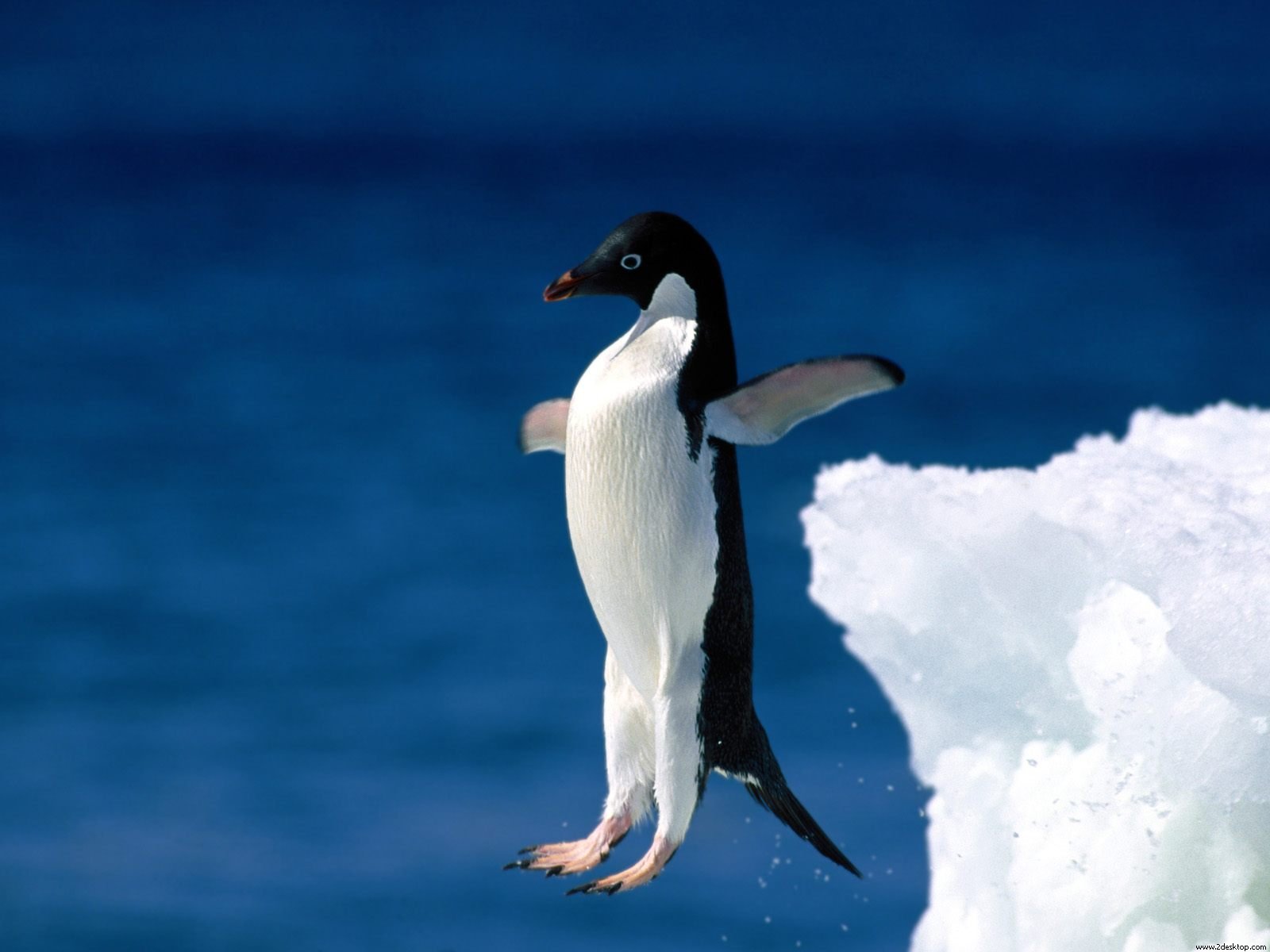 Leap Of Faith Penguin Wallpaper HD