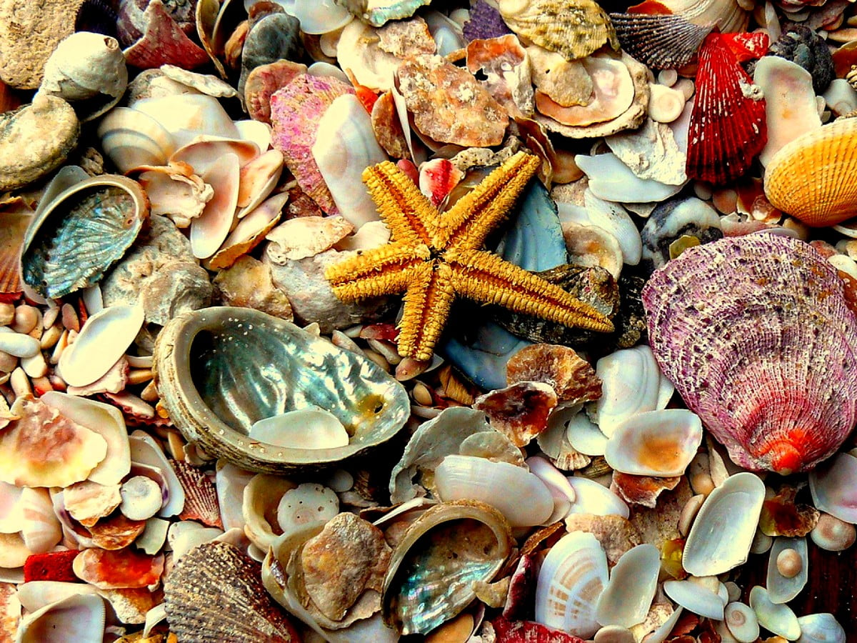 Seafood Wallpaper HD