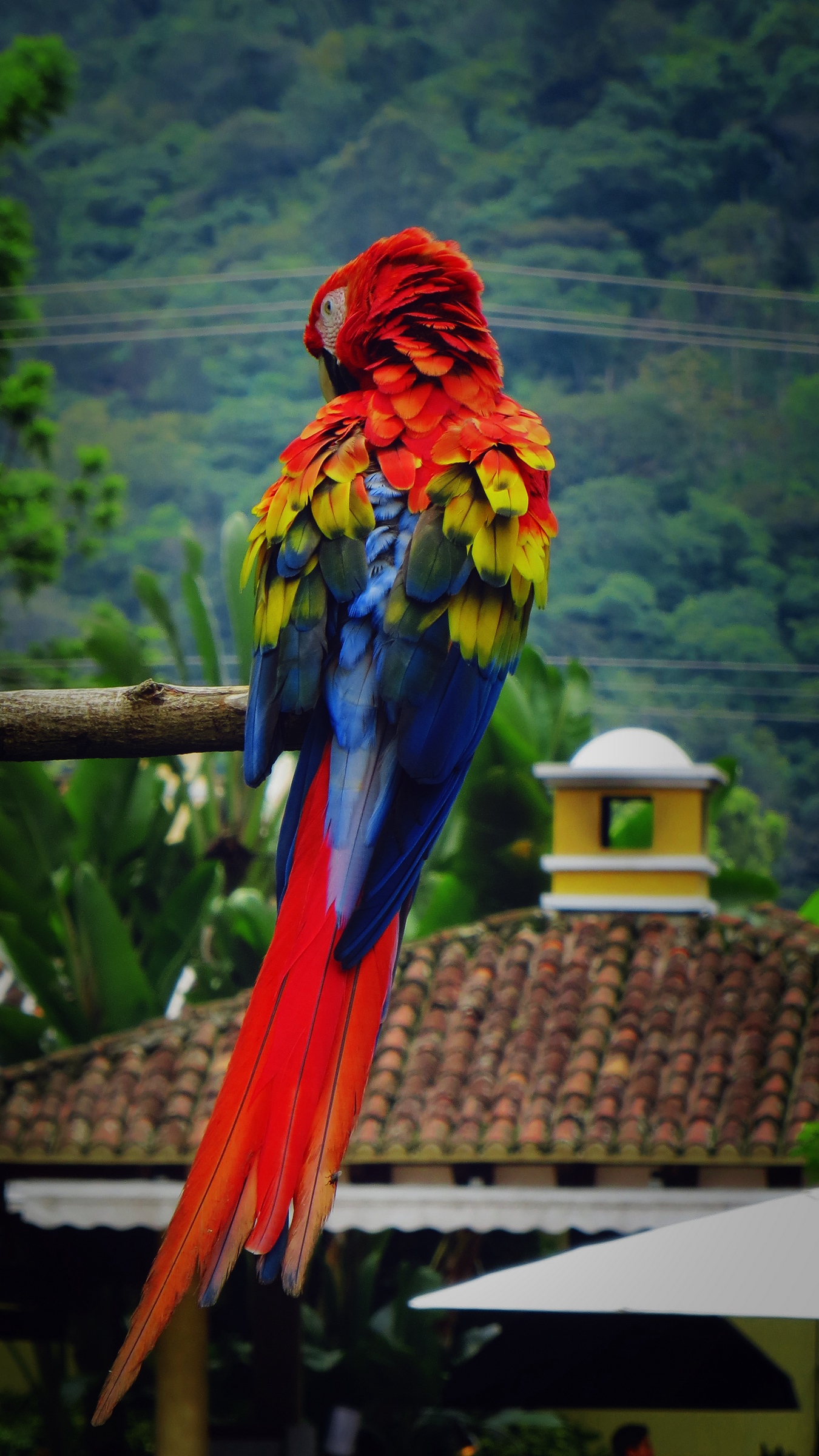 Wallpaper Parrot Macaw Bird Color Feathers