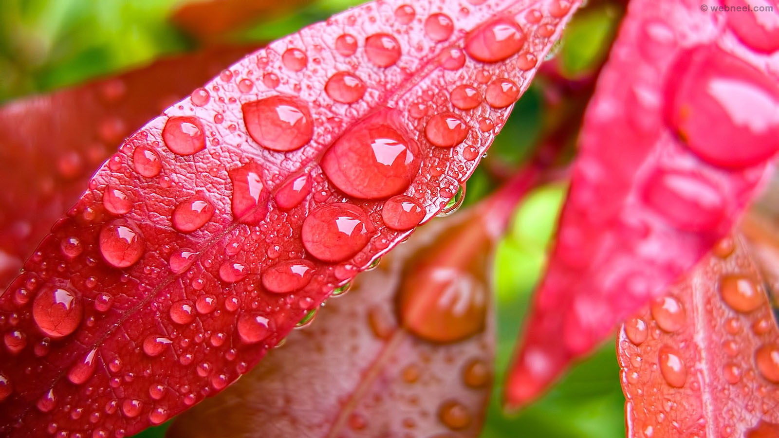 Beautiful Rain Wallpaper For Your Desktop Mobile And Tablet HD
