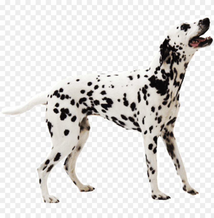 Dalmatian Transparent Png Image With
