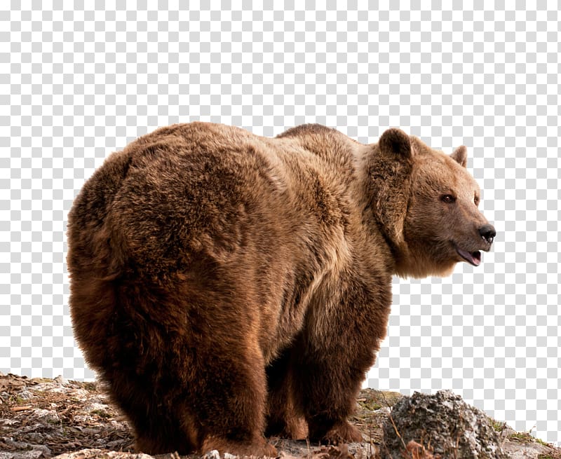 East Siberian Brown Bear Grizzly Transparent