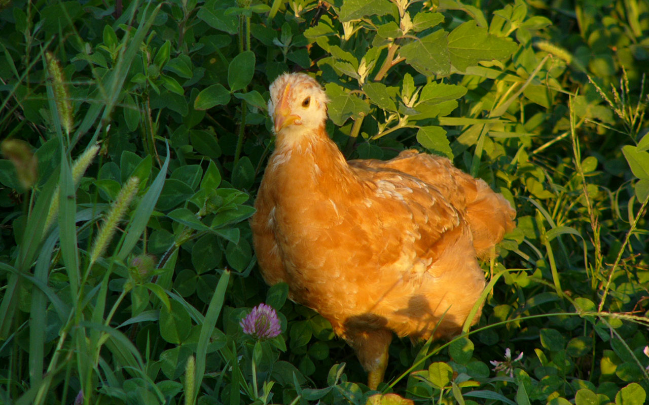 Animal Wallpaper Green Grass Yellow The Hen