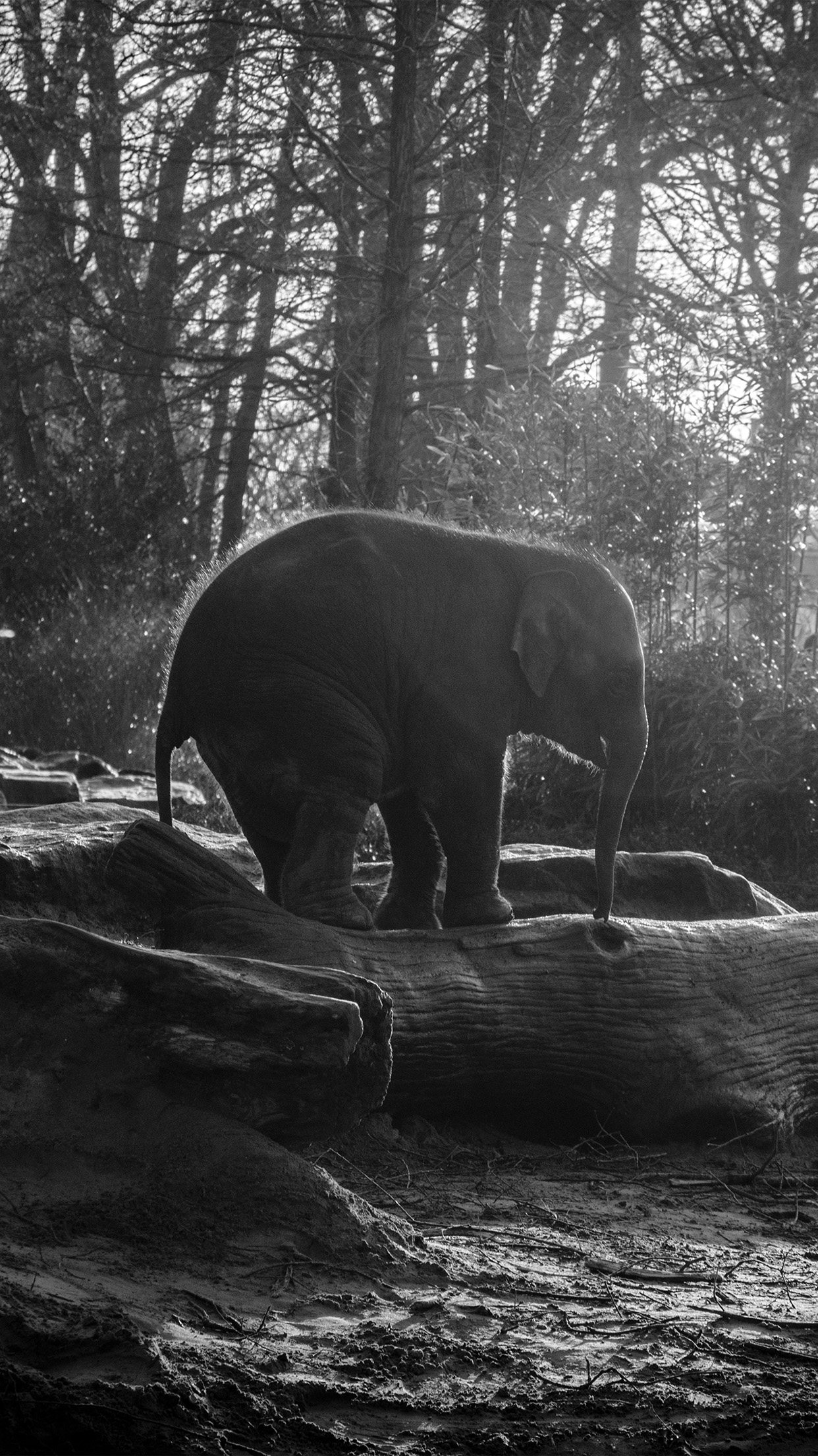 Elephant Dark Bw Animal Cute Nature Baby Android Wallpaper