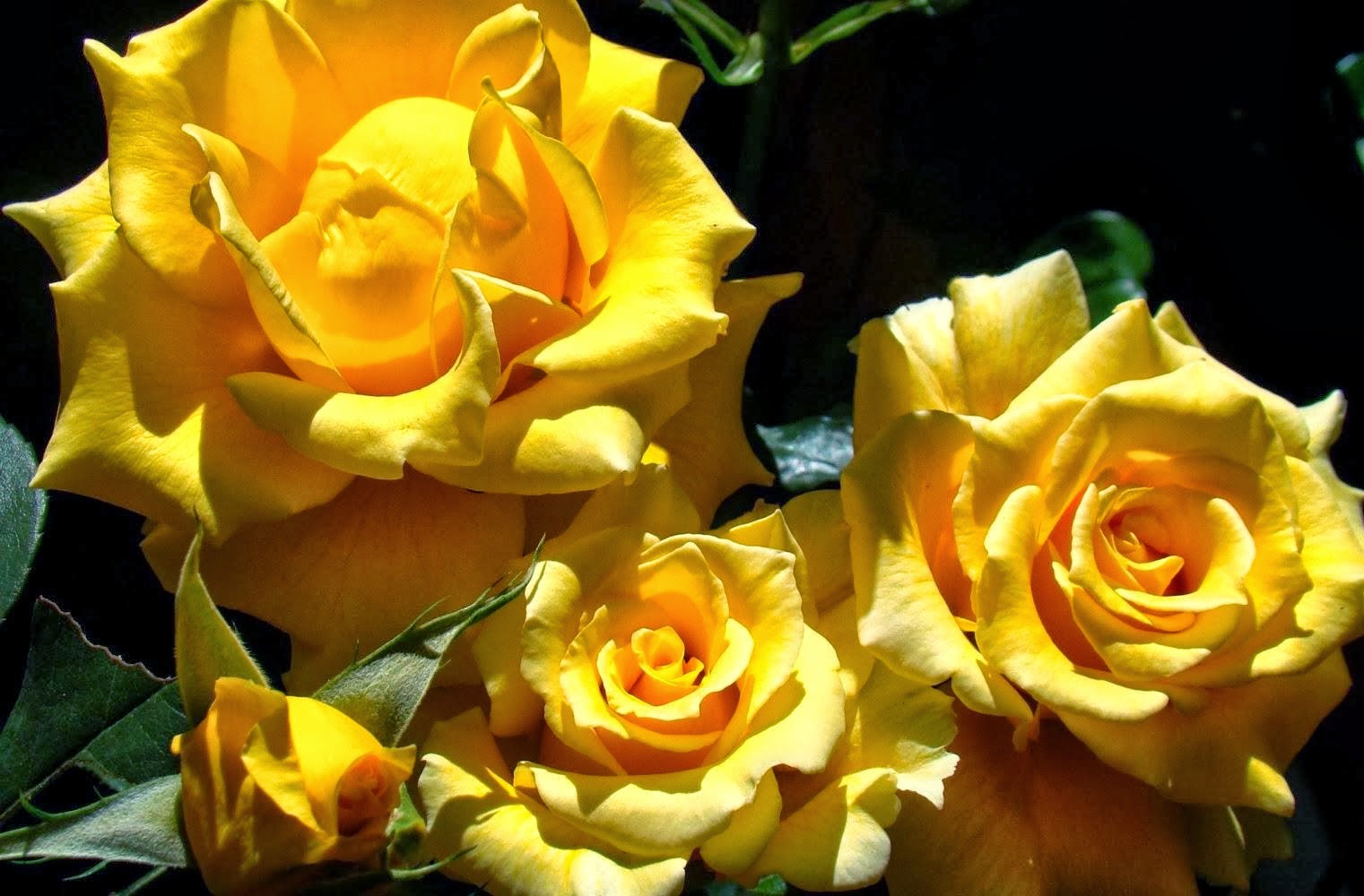 All 4u HD Wallpaper Yellow Rose