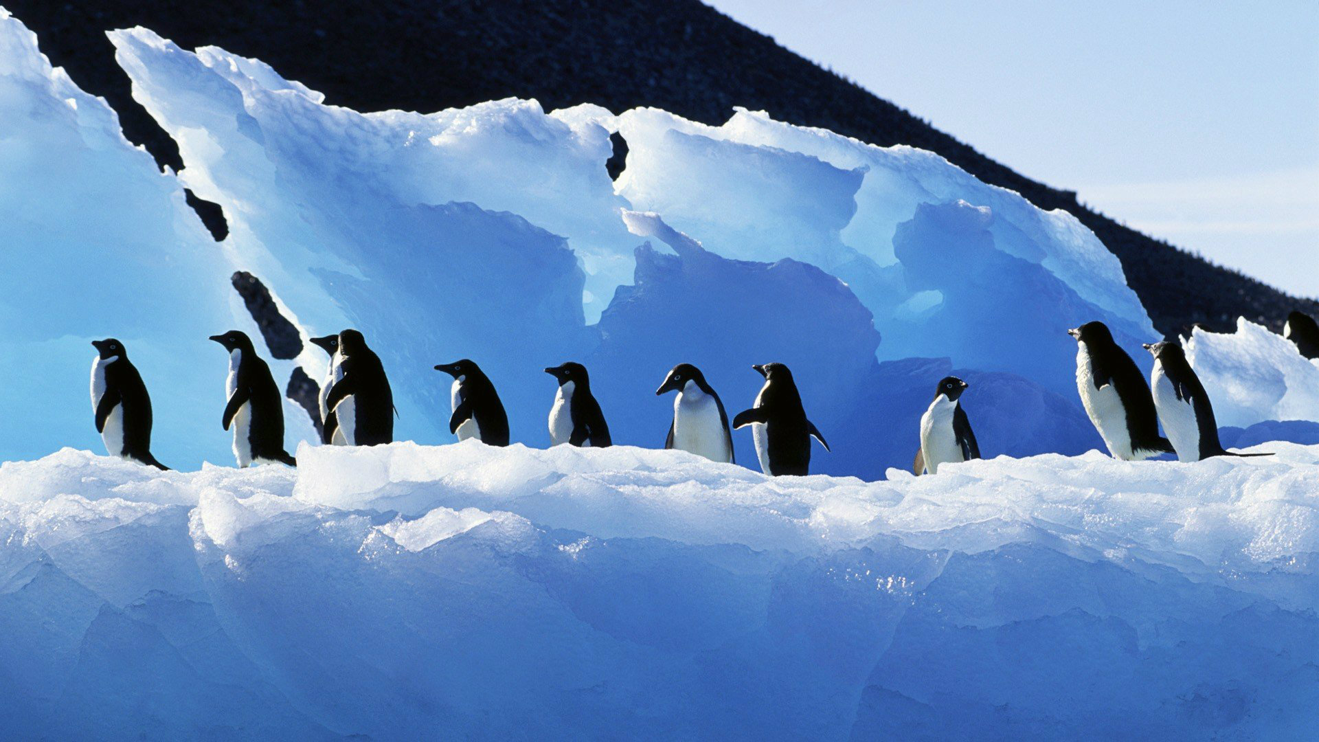 Penguin Wallpapers HD Pictures Penguin HD Images Free