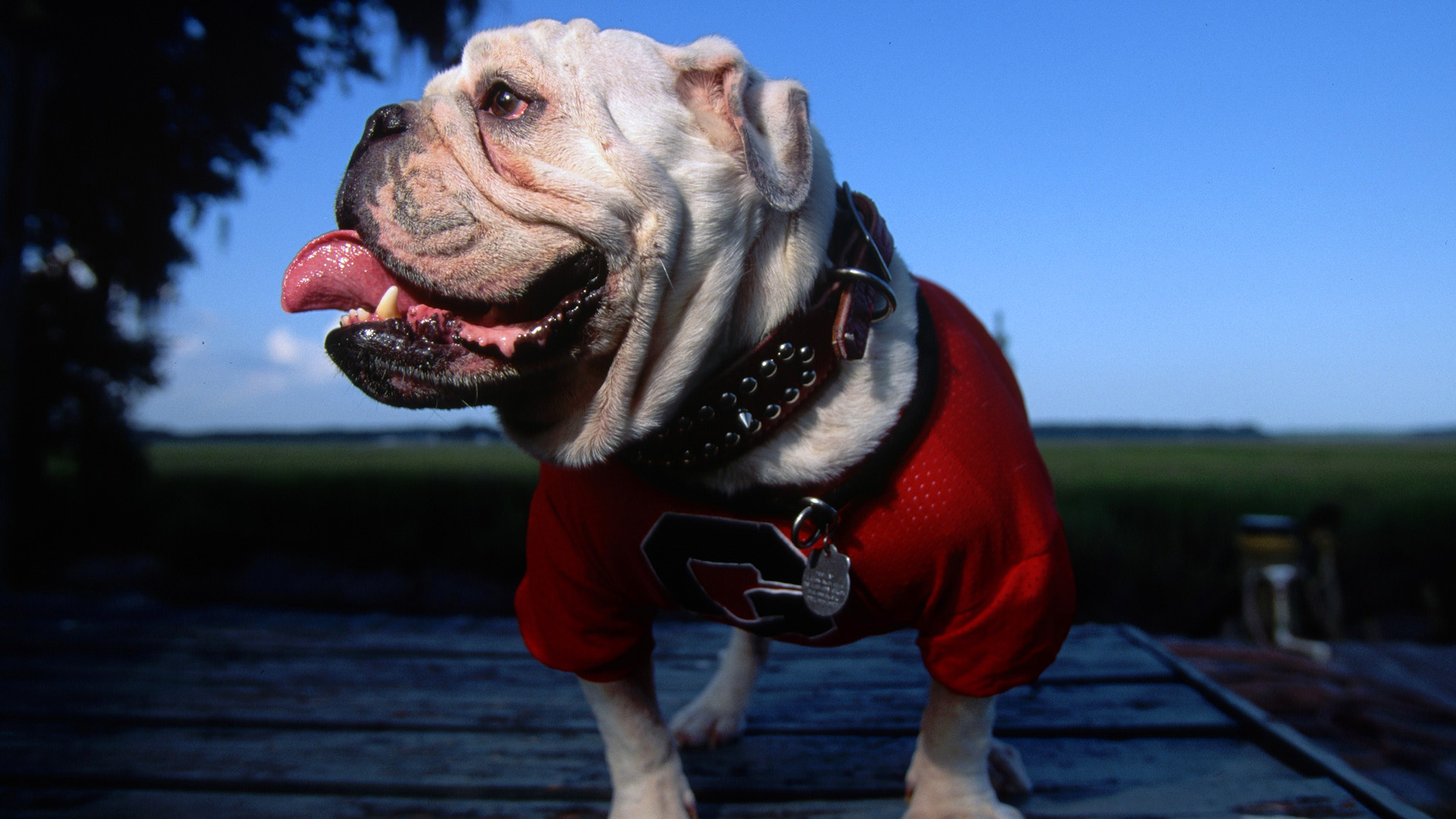 Wallpaper Bulldog Dog English Georgia University Mascot