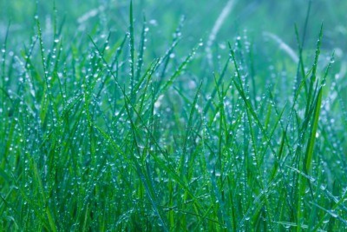 Spring HD Green Grass Close Up Under Rain Background