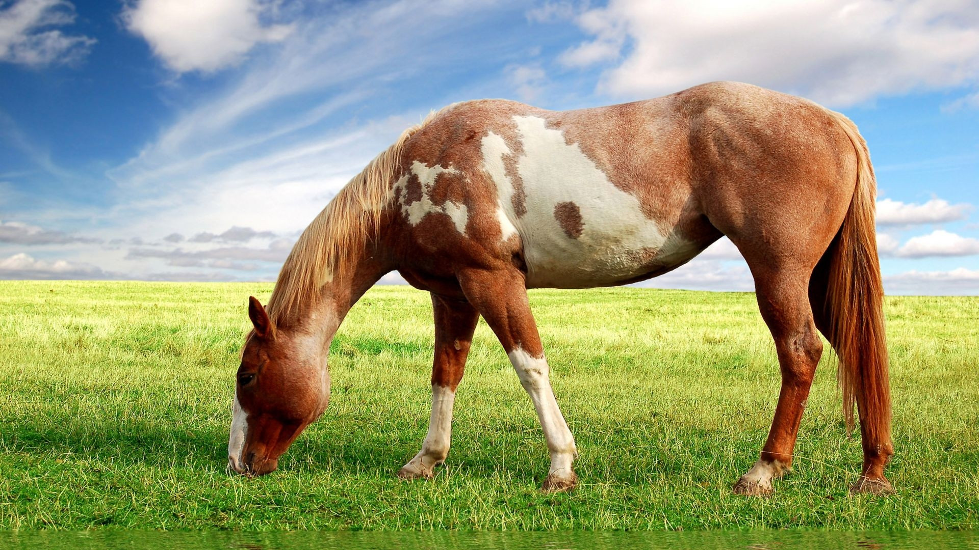Horse Background For Your Puter