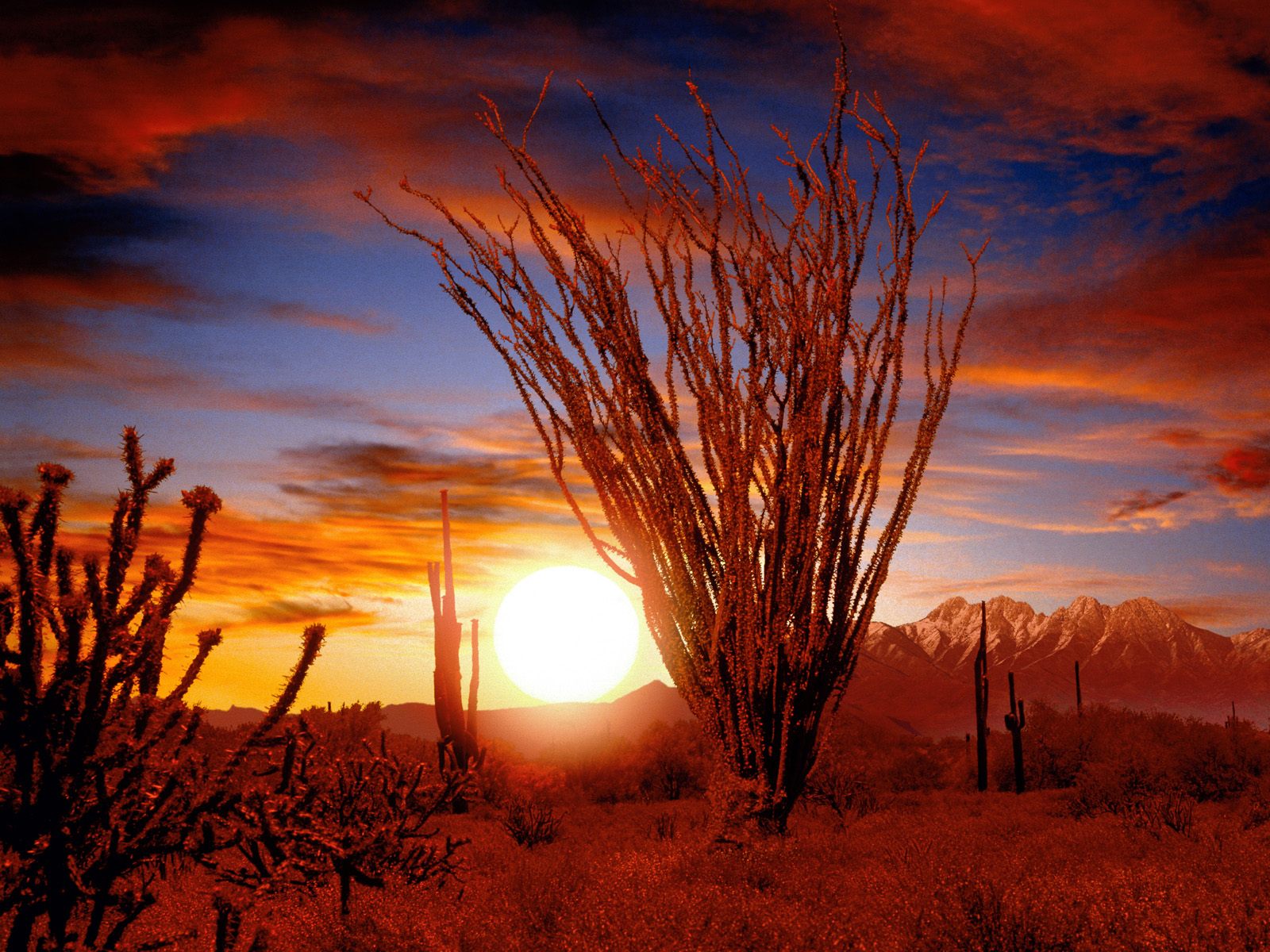 Download Ocotillo Sonora Desert Arizona Wallpapers