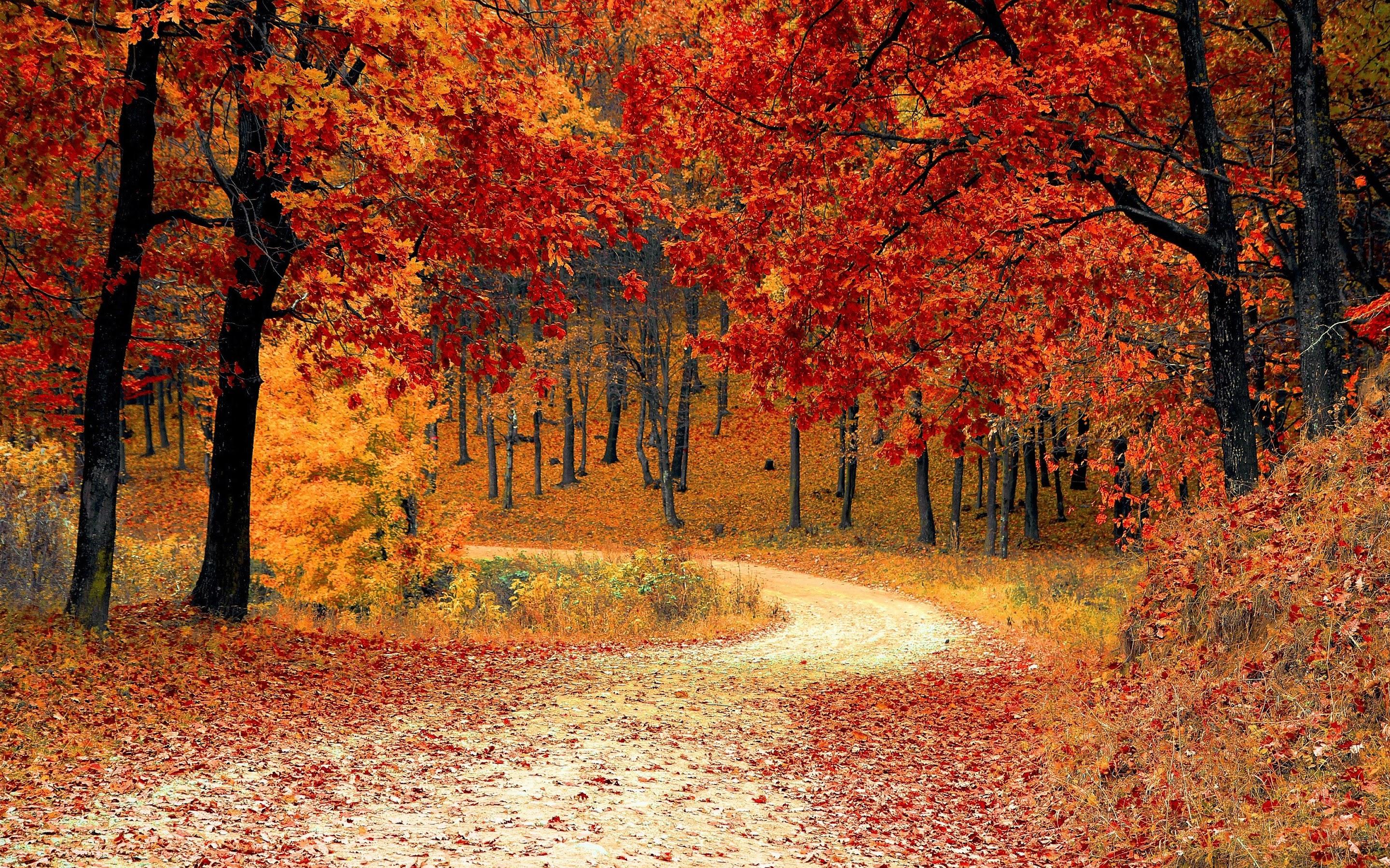 Autumn Trees Forest 4k Wallpaper