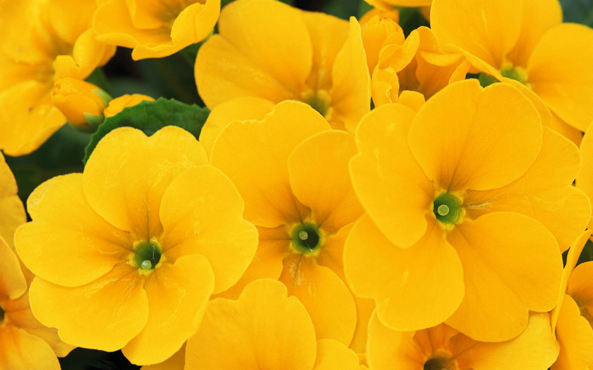 Yellow Flowers Wallpaper HD