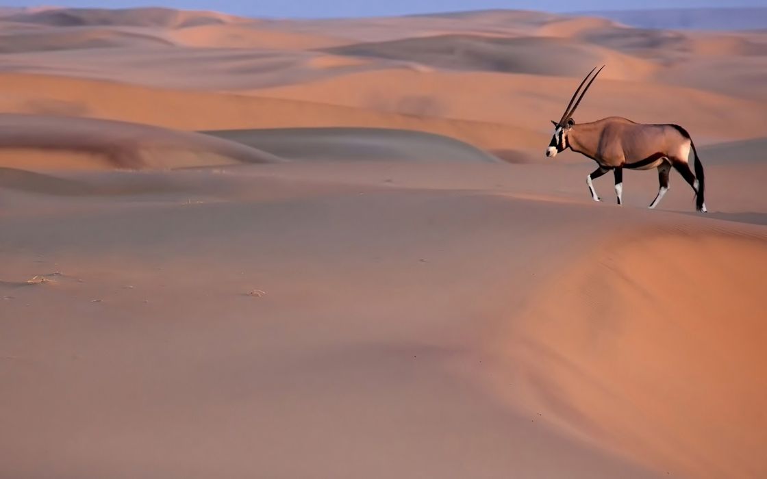 Gemsbok Oryx Desert Sand Wallpaper