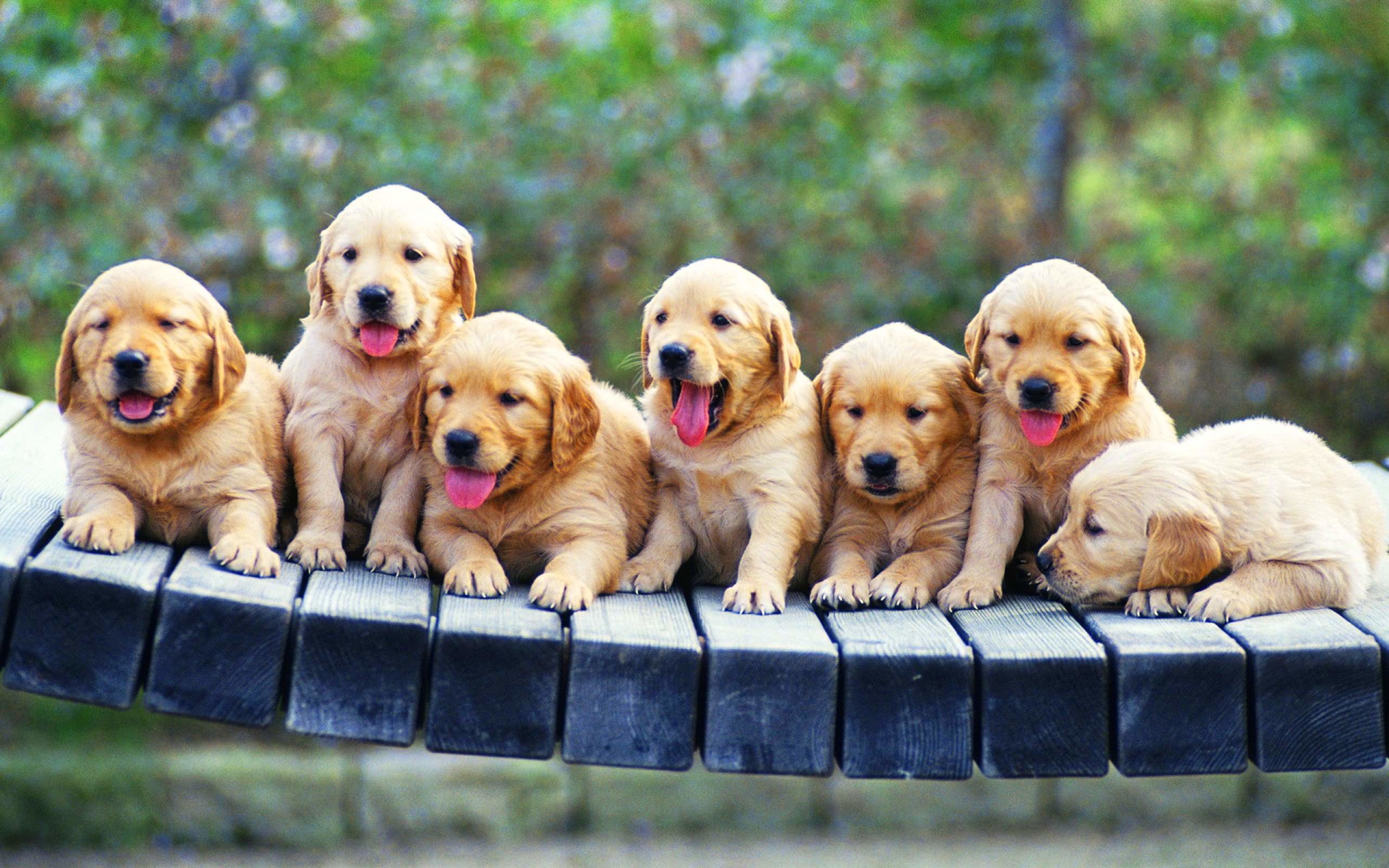 Eight adorable golden retriever puppies sitting on a wooden bench
