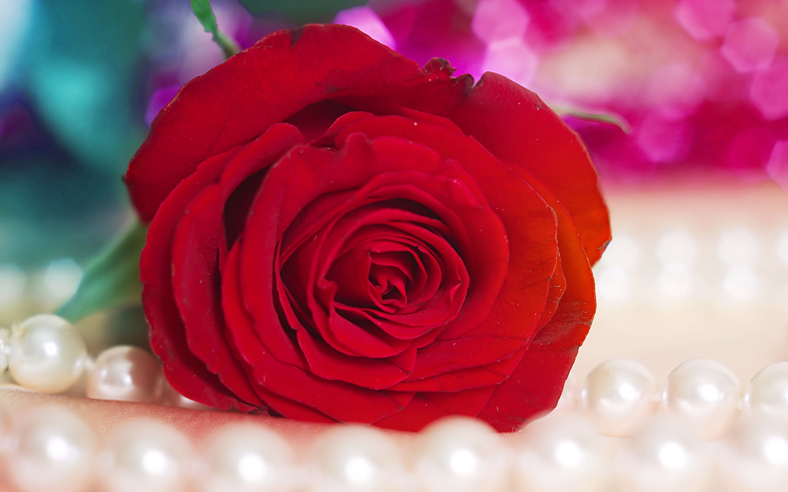 Red Rose 5 Wallpapers HD Wallpapers 2560x1600