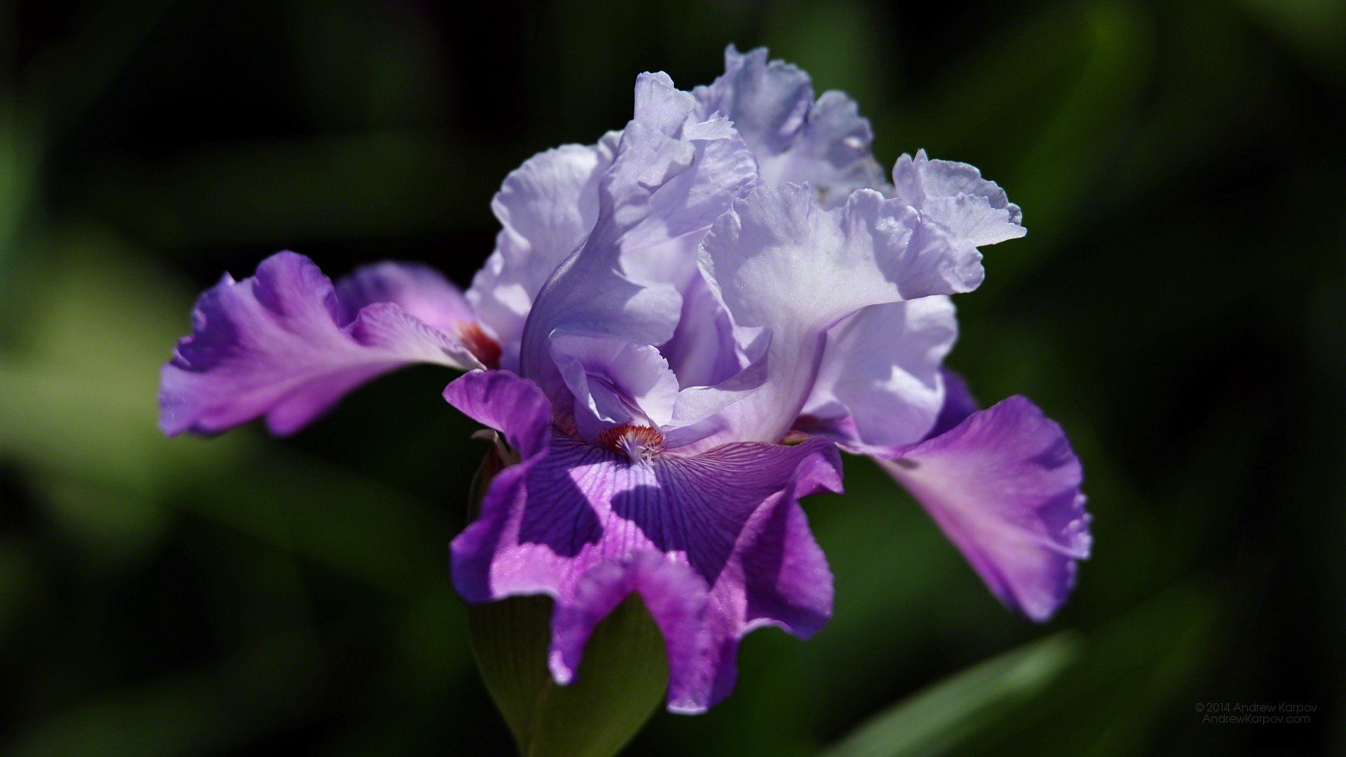 Enticing Iris Flower Wallpaper Desktop