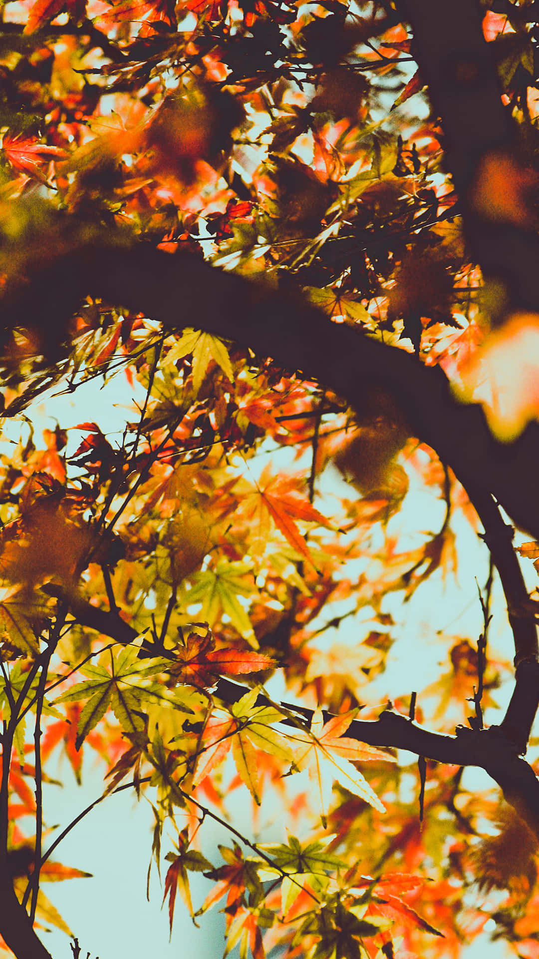 Autumn iPhone Plus With Leaves Drying Up Wallpaper