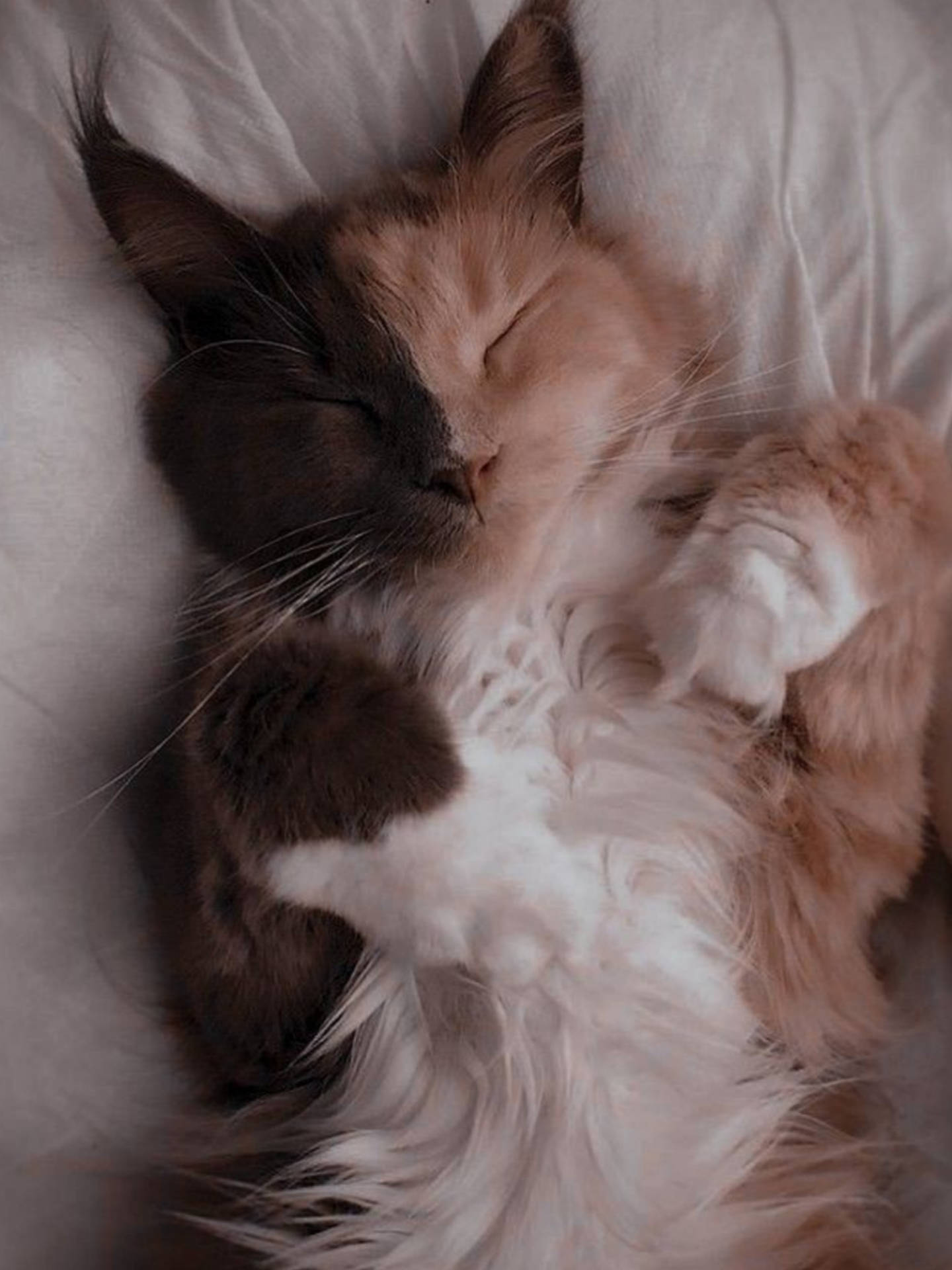 Cute Cat Aesthetic Wallpaper
