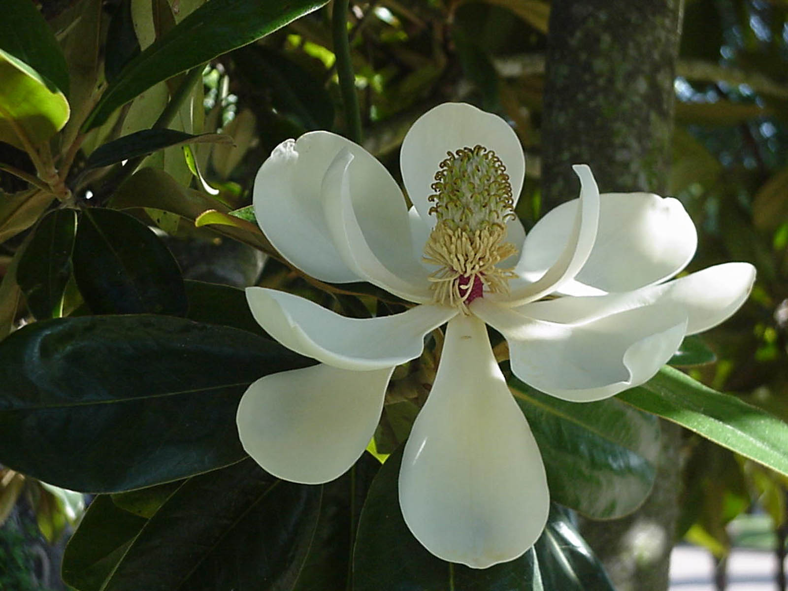 The Magnolia Blossom Wallpaper Desktop