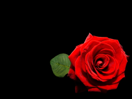 Red Rose On Black Flowers Nature Background Wallpaper