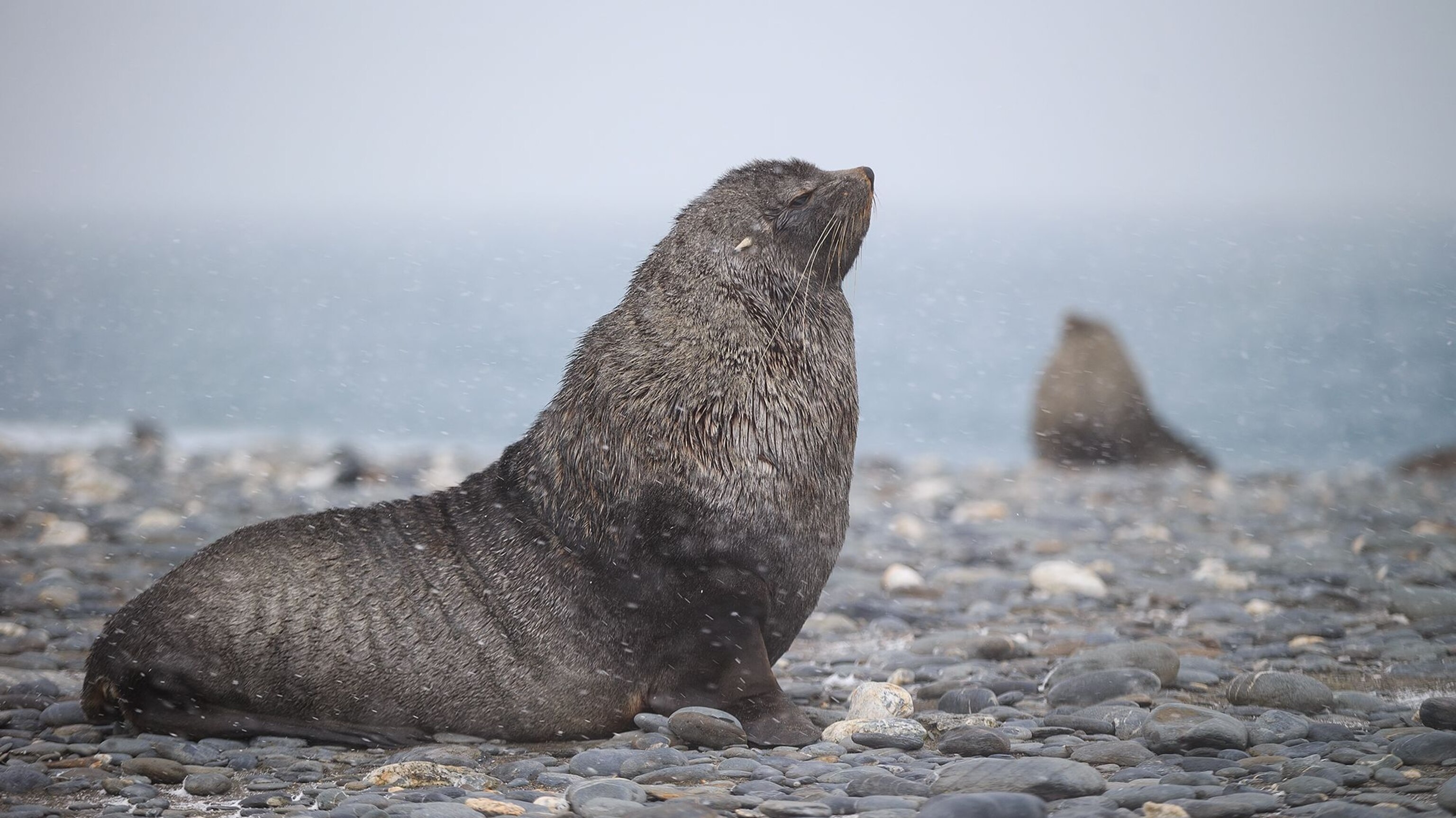 Southern Fur Seal Wallpaper