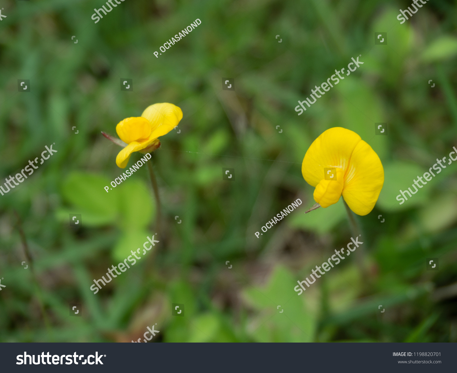 Bright Yellow Flowers Pinto Peanut Arachis Stock Photo Edit Now