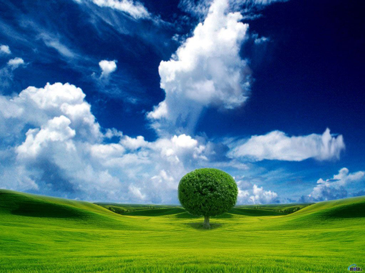 beautiful sky tree wallpaper   o