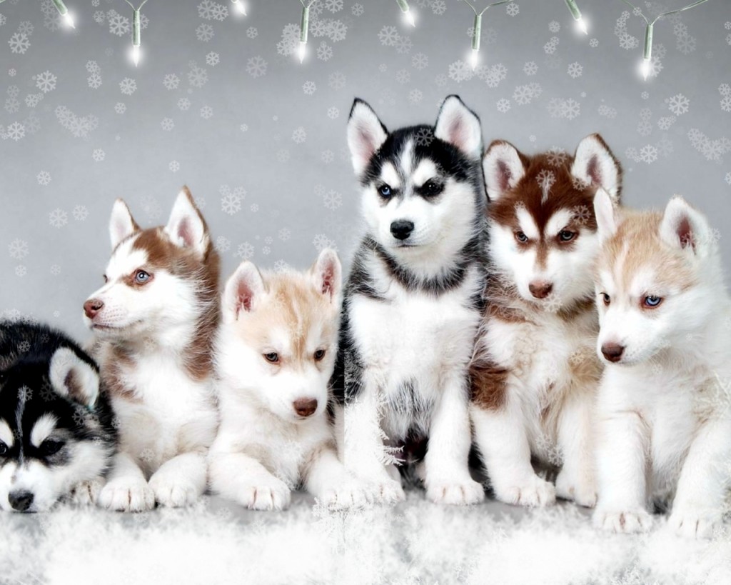 Husky Snow Dogs Best