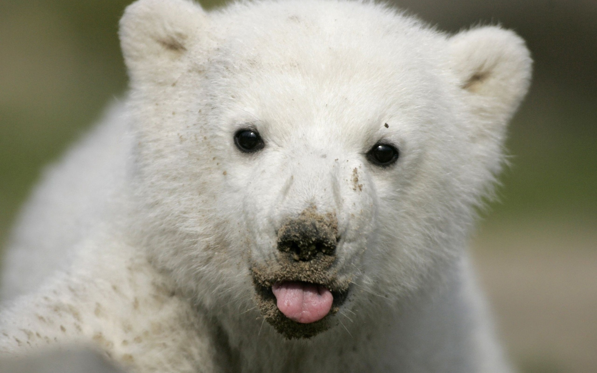 Animal Polar Bear Wallpaper