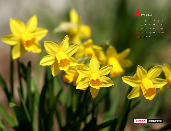 Flower Desktop Wallpaper