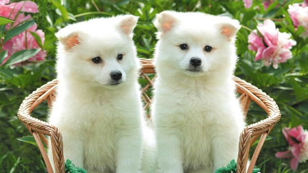 Flowers Animals Dogs Puppies Wallpaper