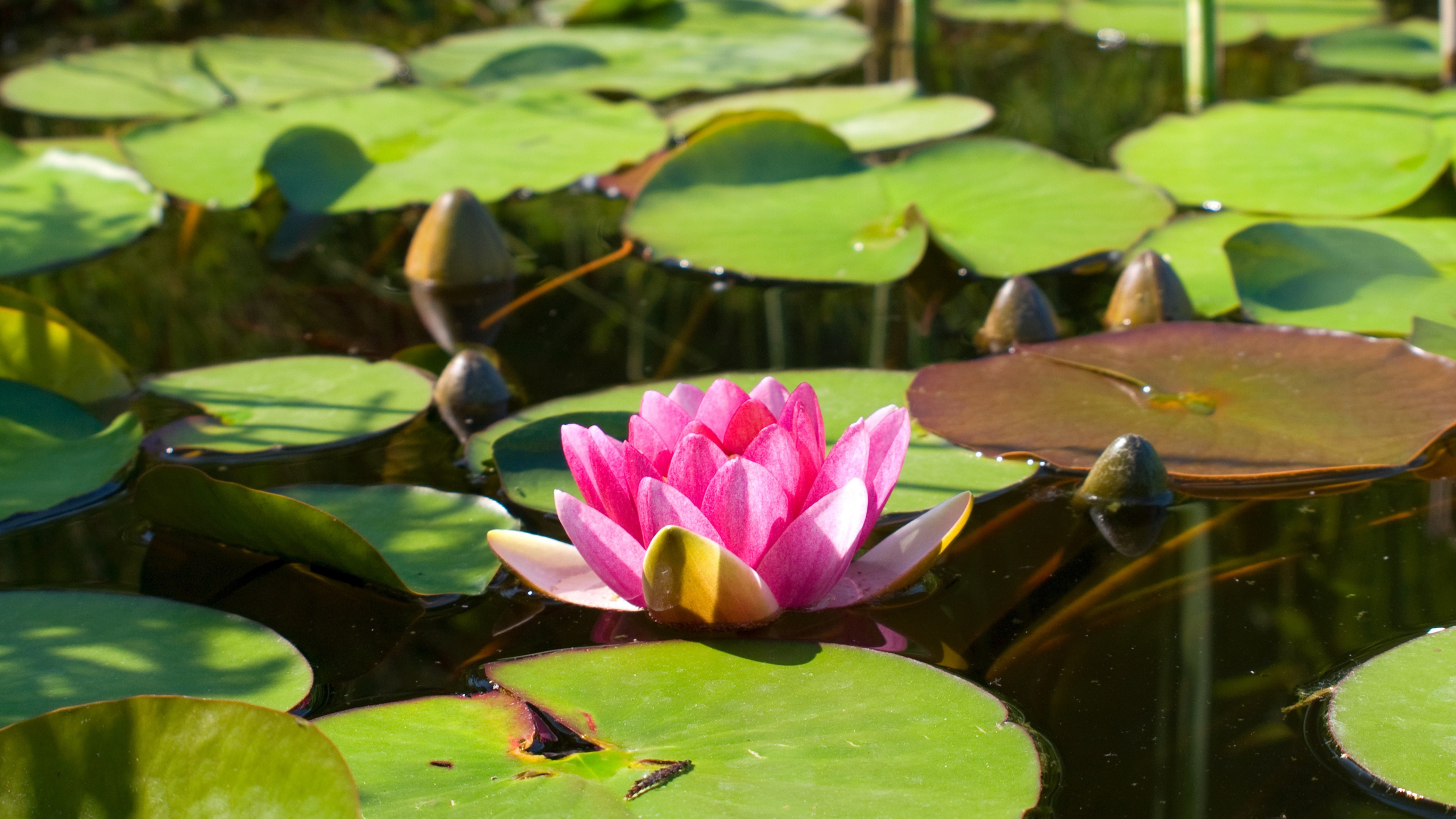 Most Popular Pond Wallpaper